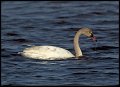 _4SB6786 immature tundra swan